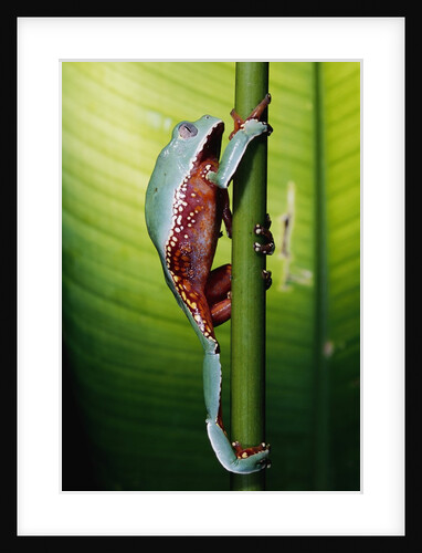 Two-colored Tree Frog Climbing Stem by Anonymous