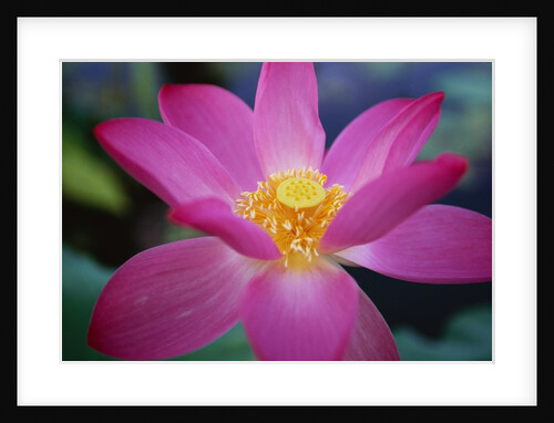 Red Lotus Lily Flower by Anonymous