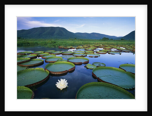 Royal Water-Lilies in the Pantanal by Anonymous
