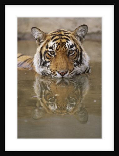 Young Tiger in Water by Anonymous