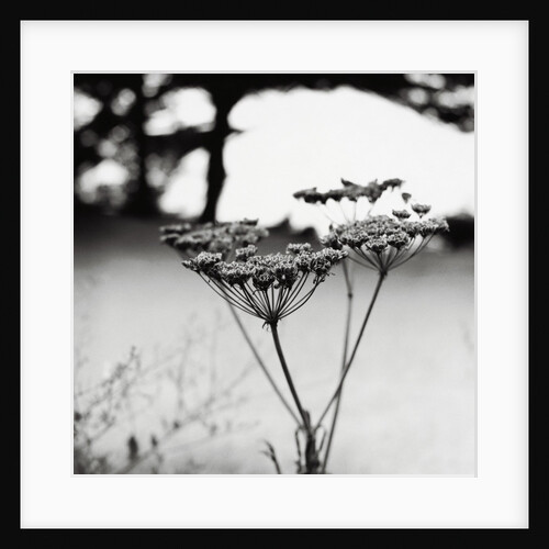Queen Anne's Lace Flower by Anonymous
