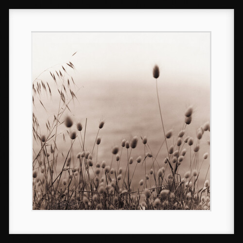 Grasses by the Ocean by Anonymous