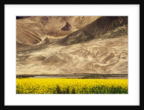 Oilseed Rape Plants Blooming at Foot of Mountain by Anonymous