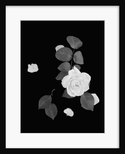 Rose and Leaves by Anonymous