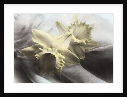 Daffodils by Kim Koza