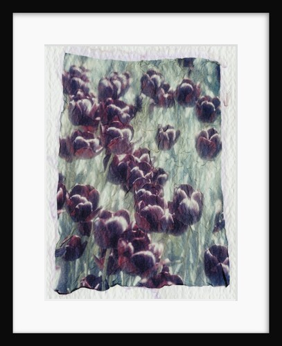 Purple Tulips by Kim Koza