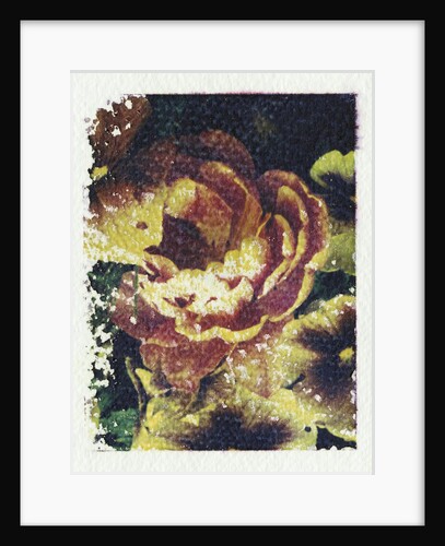 Monet's Flower by Kim Koza