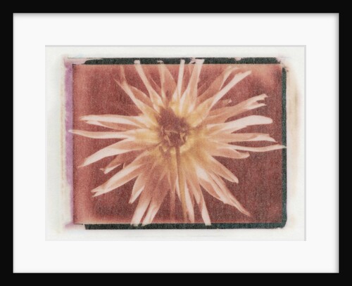 Flower Power by Kim Koza