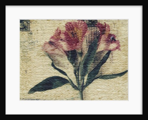 Stamp and Flower by Kim Koza