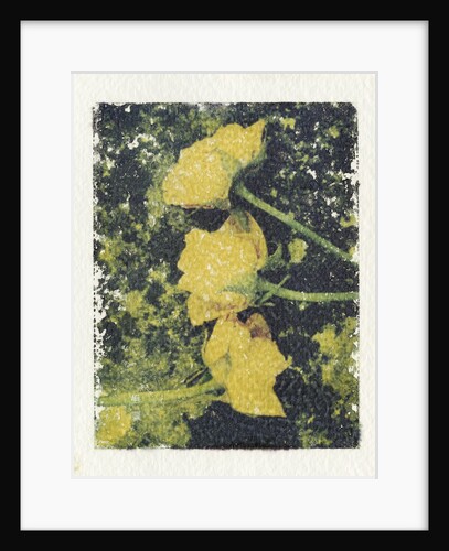 Sad Roses by Kim Koza