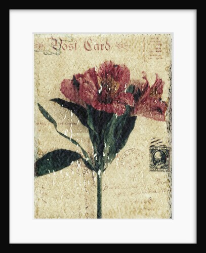 Postcard and Flower by Kim Koza