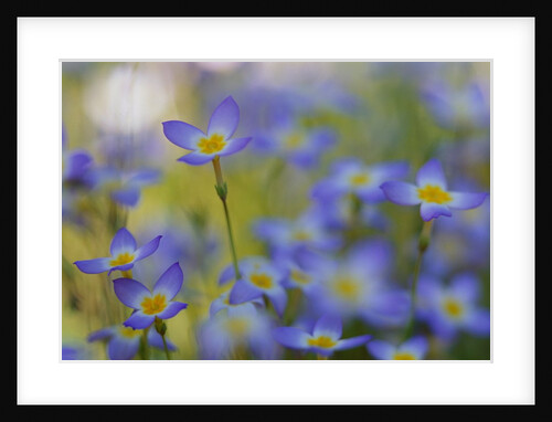 Bluets Close-Up by Anonymous