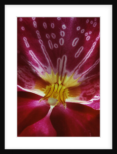 Close-up of an Orchid by Anonymous