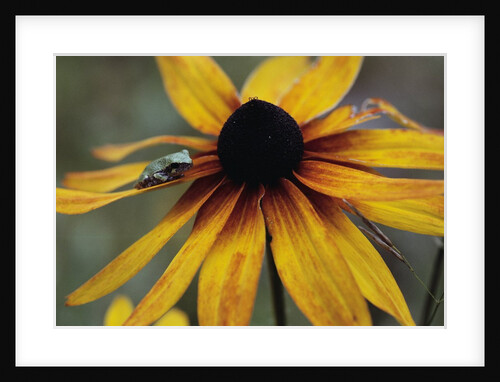Wildflower with Frog by Susan C. Rosenthal