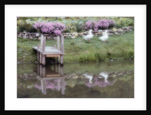 Duck Pond by Susan C. Rosenthal