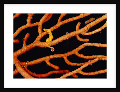 Pygmy Sea Horse with Coral by Anonymous