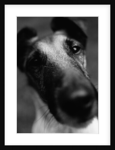 Smooth Fox Terrier by Anonymous