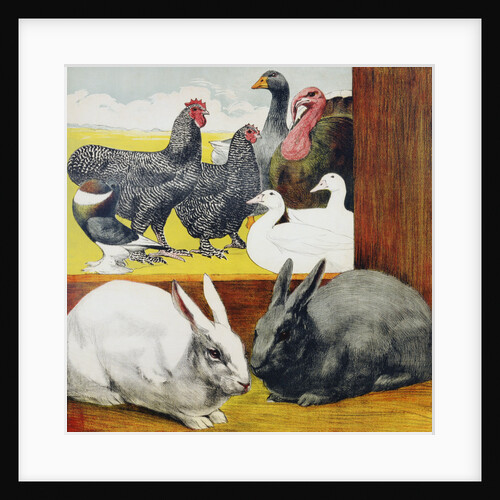 Illustration Depicting Rabbits and Farm Birds by Anonymous