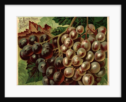 Alden Fruit Vinegar, Grapes Postcard Advertisement by Anonymous