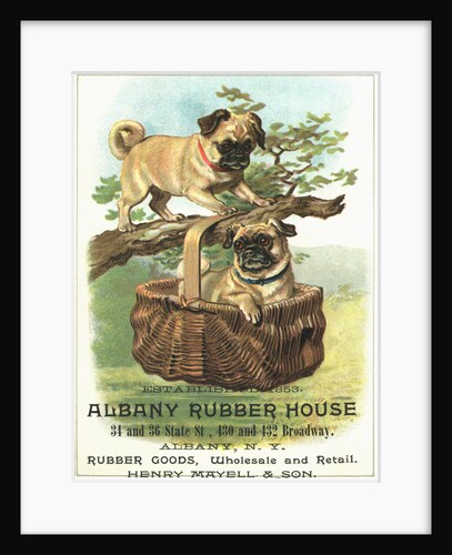 Albany Rubber House Advertisement by Anonymous