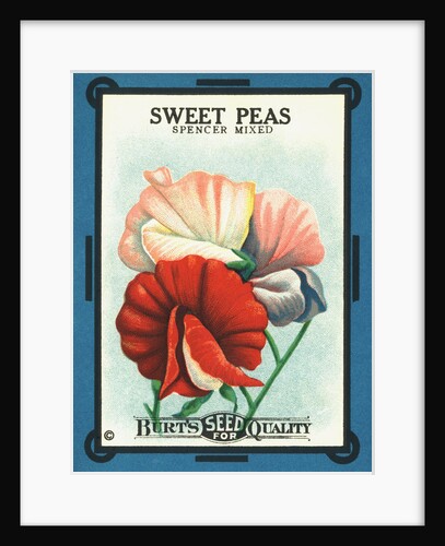 Sweet Peas Spencer Mixed Flower Seeds Package Label by Anonymous