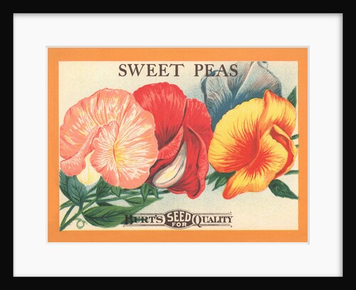 Sweet Peas Flower Seeds Package Label by Anonymous