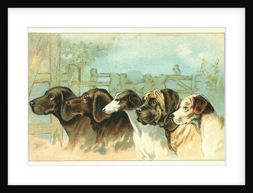 Trade Card with the Profiles of Five Different Dog Breeds by Anonymous