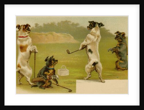 Postcard of Dogs Golfing by Anonymous
