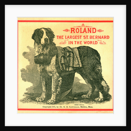 Roland The Largest St. Bernard in the World Trade Card by Anonymous