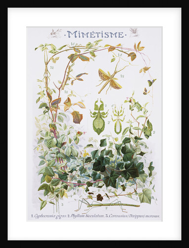Mimetisme Educational Poster by P. Mery