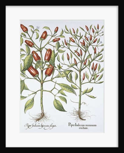 Piper Indicum by Basil Besler