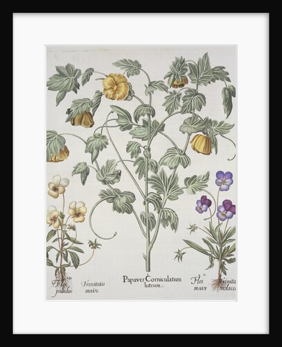 Papaver Corniculatum by Basil Besler