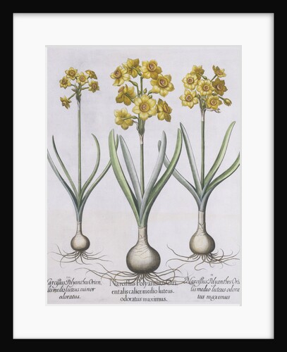 Narcissis Polyanthus by Basil Besler