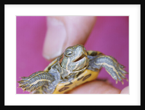Small Turtle by Anonymous