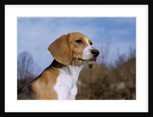 Young Beagle by Anonymous