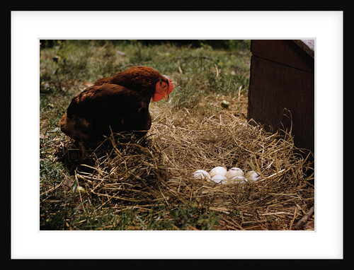 Chicken Looking at Nest of Eggs by Anonymous