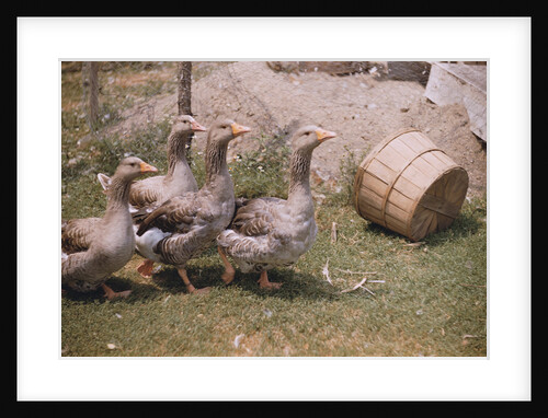 Flock of Geese on a Farm by Anonymous