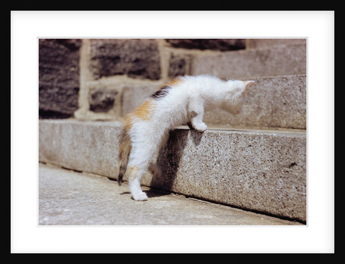 Kitten Climbing Stairs by Anonymous