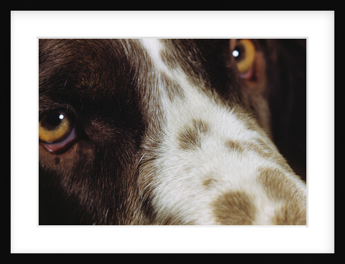 Close-up of Dog by Anonymous