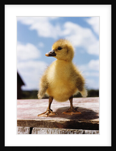 Fuzzy Duckling by Anonymous