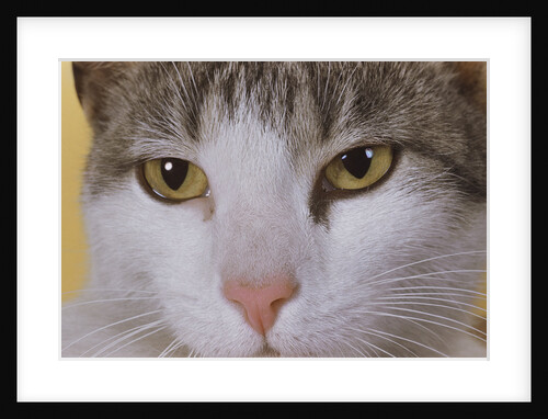 Face of a Cat by Anonymous