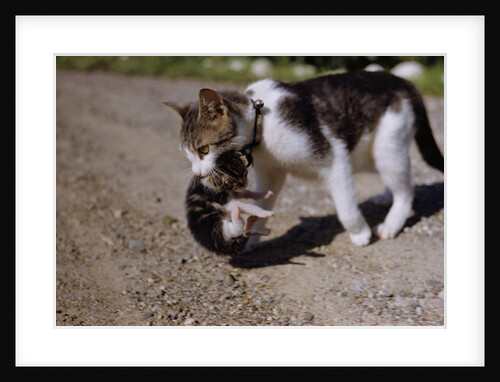 Cat Carrying a Kitten by Anonymous