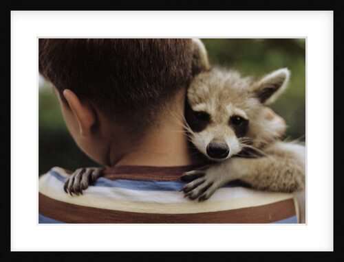 Boy Holding a Raccoon by Anonymous