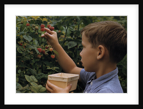 Boy Picking Raspberries by Anonymous