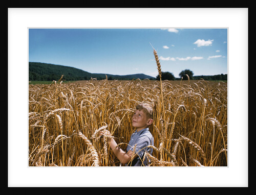 Boy Standing in Field of Wheat by Anonymous