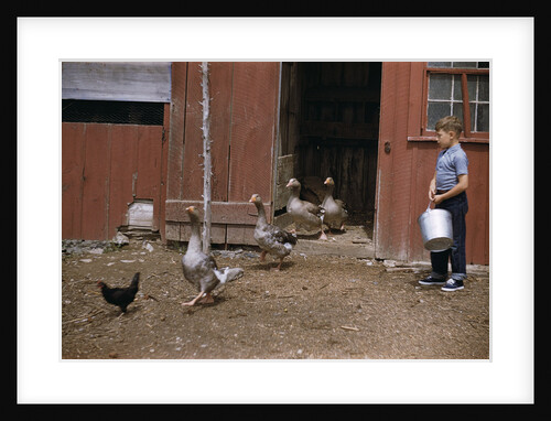 Boy Watching Geese Leave Barn by Anonymous