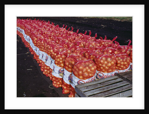 Onion Sacks on Field by Anonymous