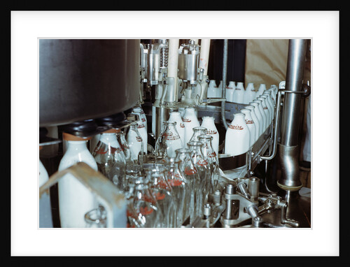 Bottling Milk at a Plant by Anonymous