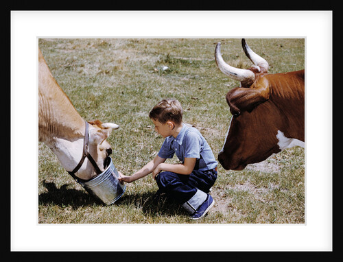Boy Feeding Cows by Anonymous