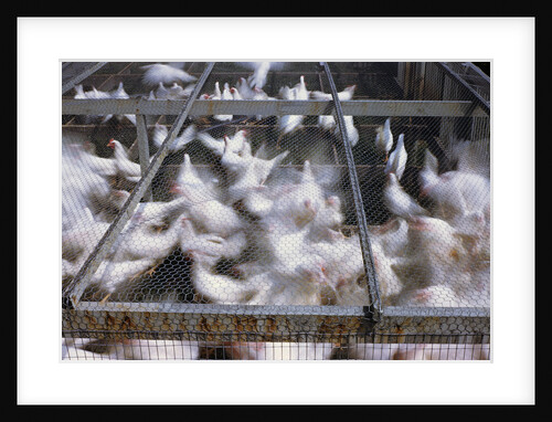Crates of Chickens by Anonymous